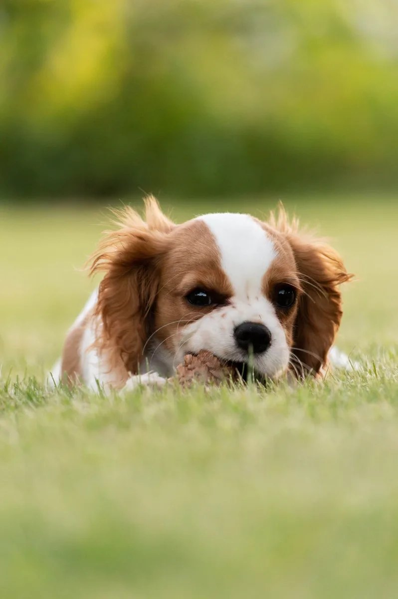 Çimlerde dinlenen yavru köpek