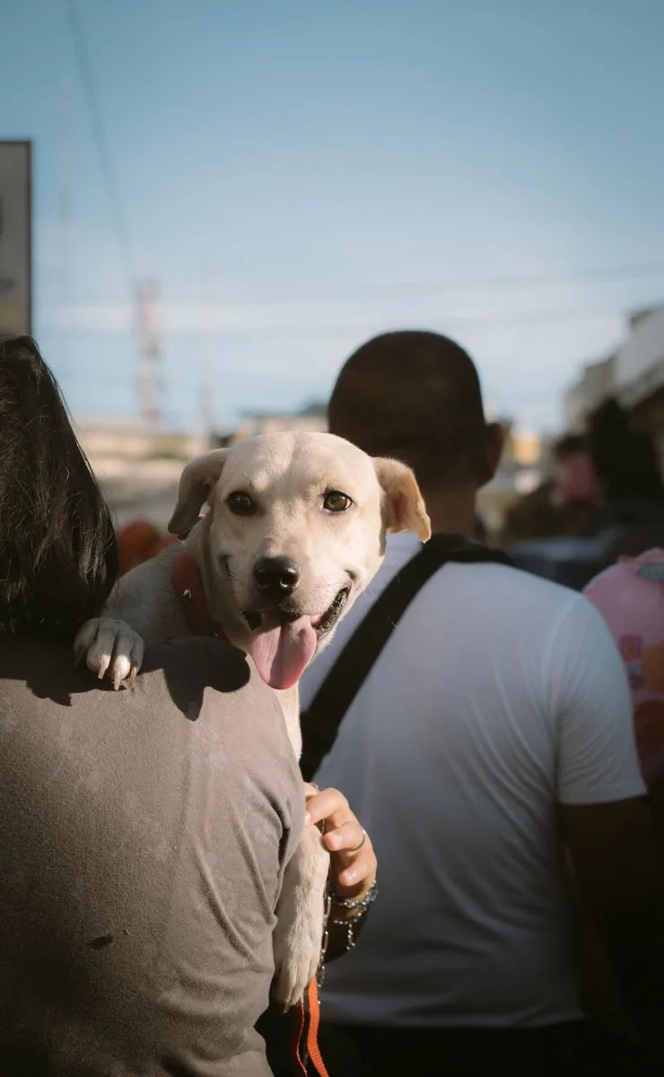 Köpeğini kucağında taşıyan hayvan sahibi