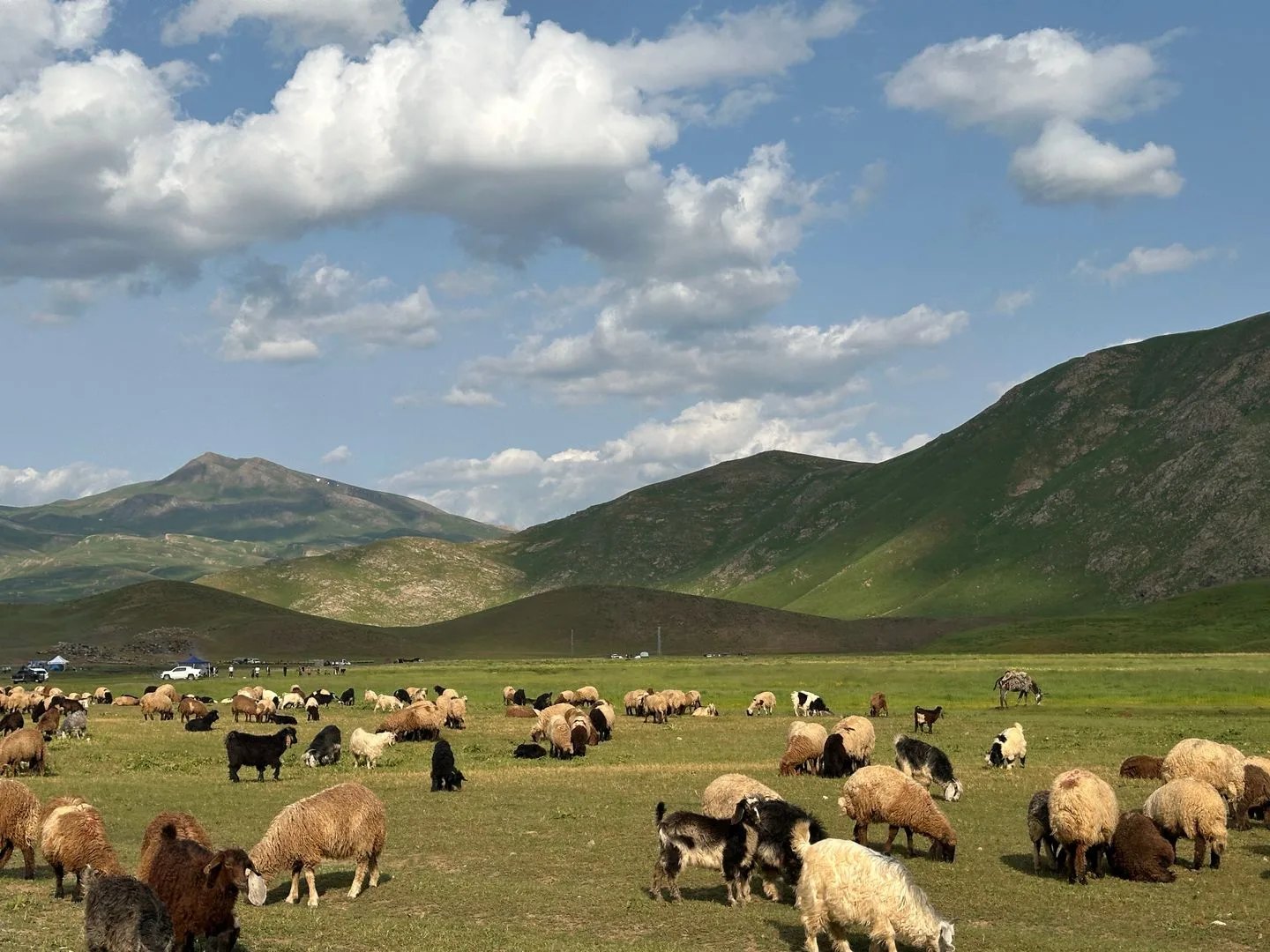 Dağların önündeki merada otlayan sürü