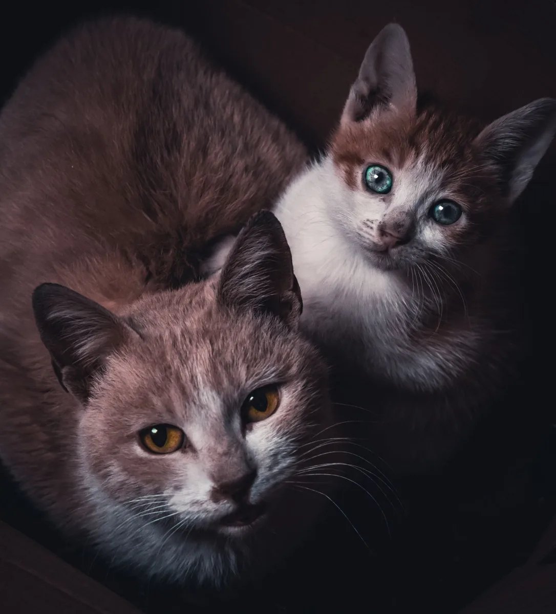 Annesinin yanındaki yavru kedi
