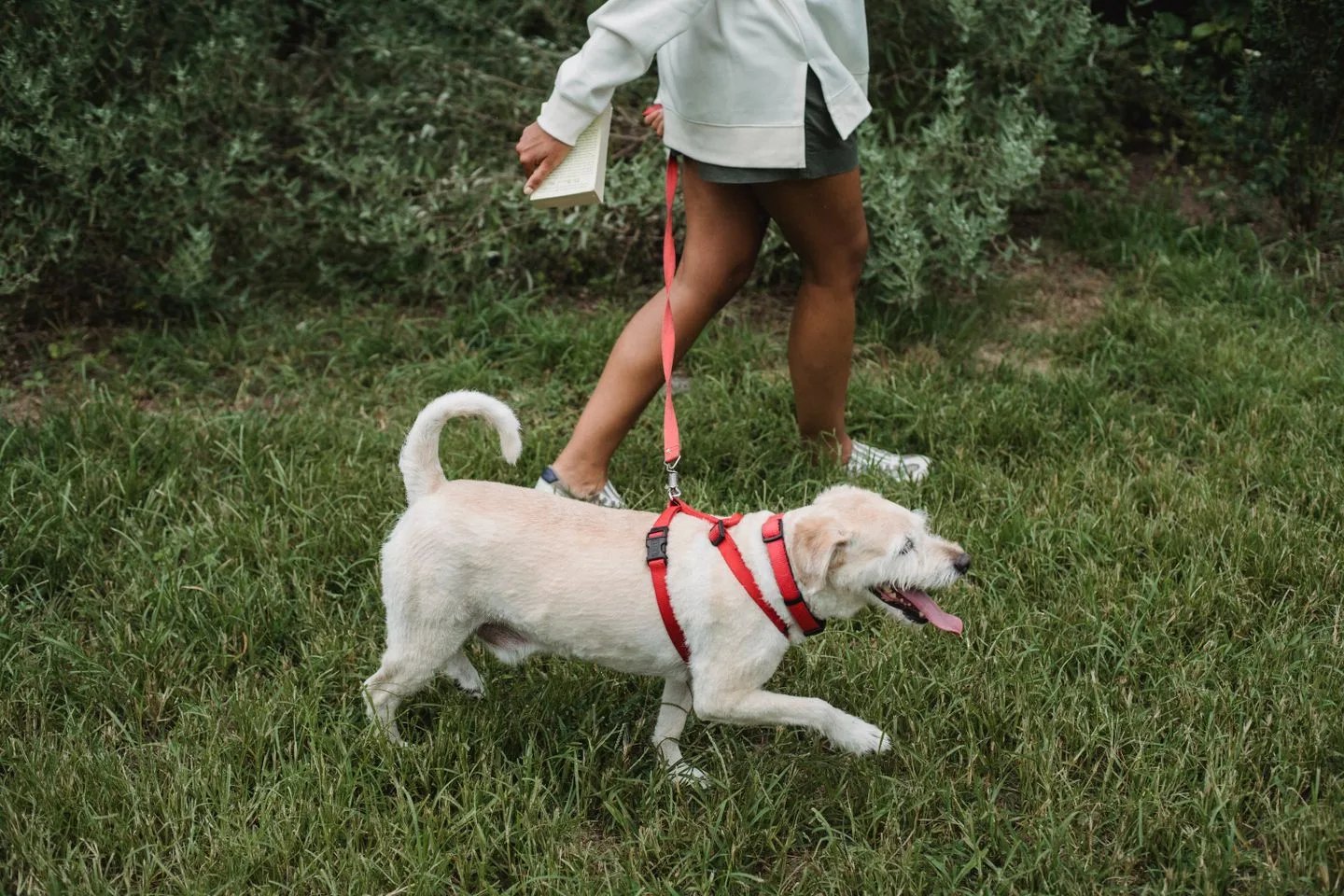 Parkta tasmalı köpeğiyle yürüyen kişi