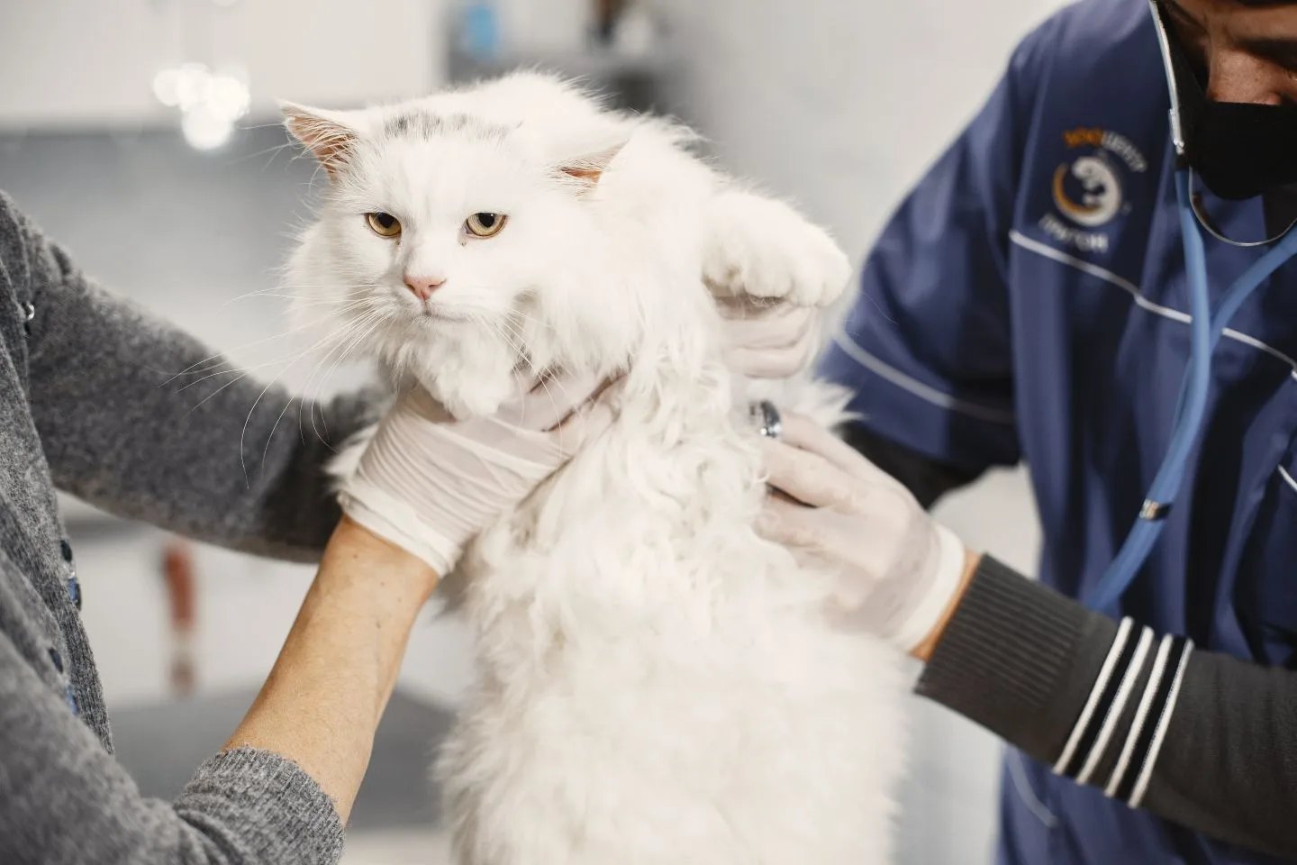 Veteriner muayenesindeki beyaz kedi