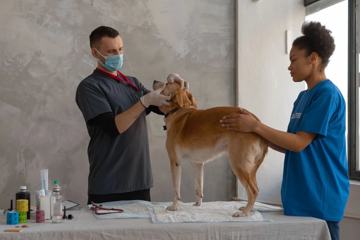 Klinikte köpeği muayene eden veterinerler